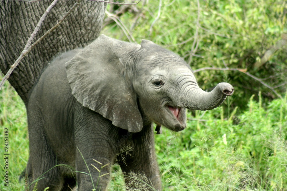 Fototapeta premium Zambia Elephants