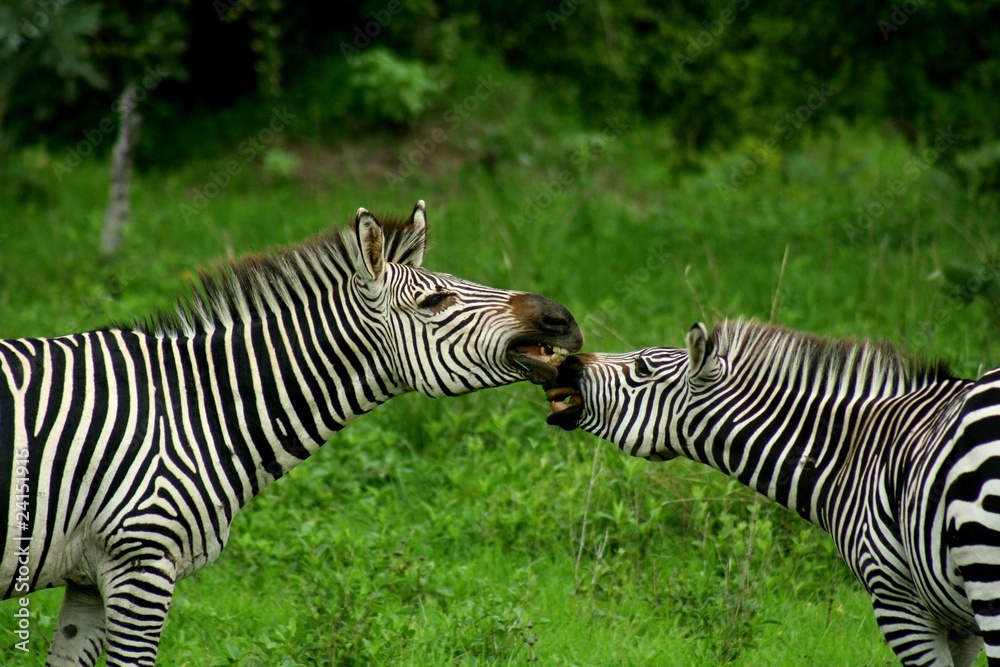 Fototapeta premium Zambia Zebras