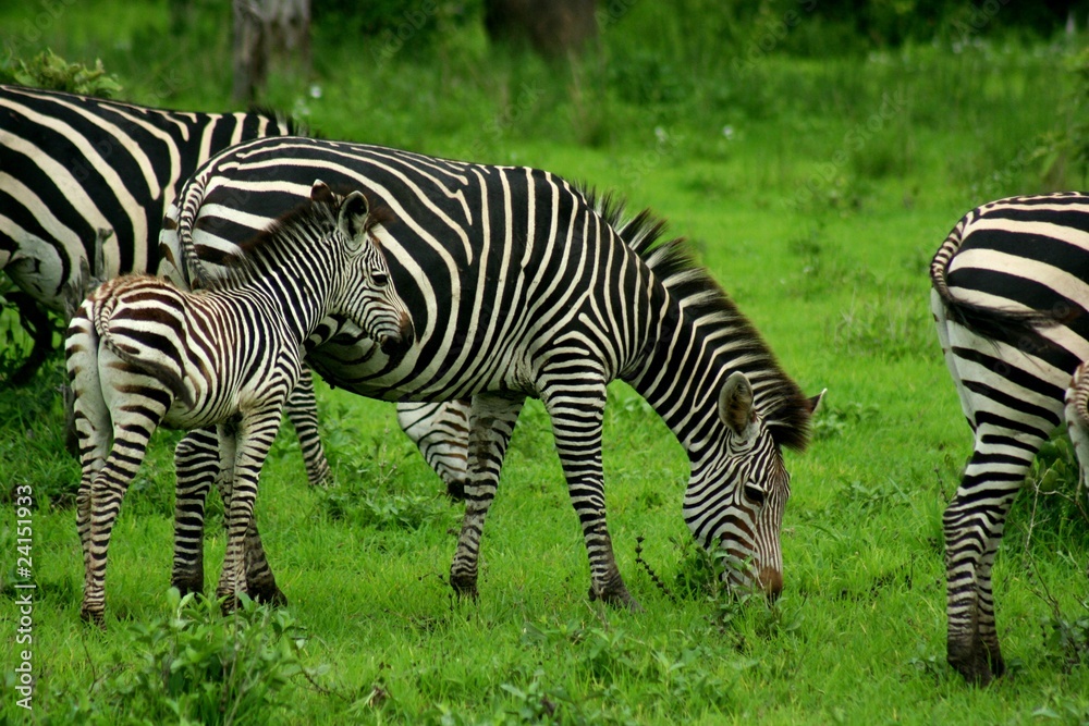 Zambia Zebras