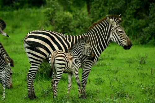 Zambia Zebras