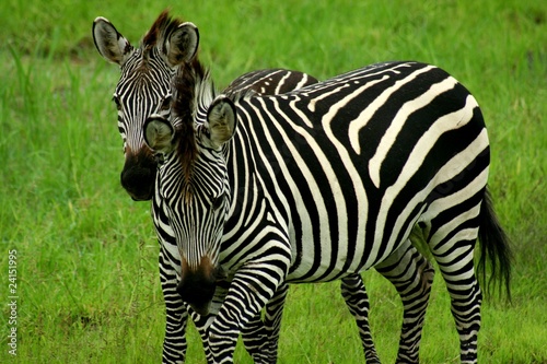 Zambia Zebras © Curioso.Photography