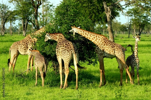 Zambia Giraffe photo