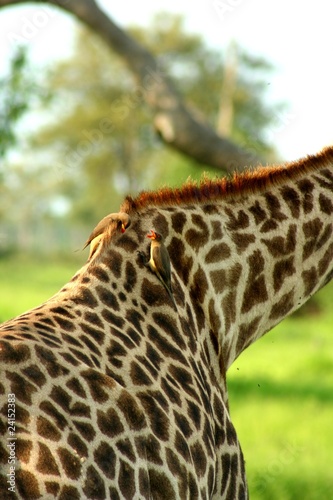 Zambia Giraffe