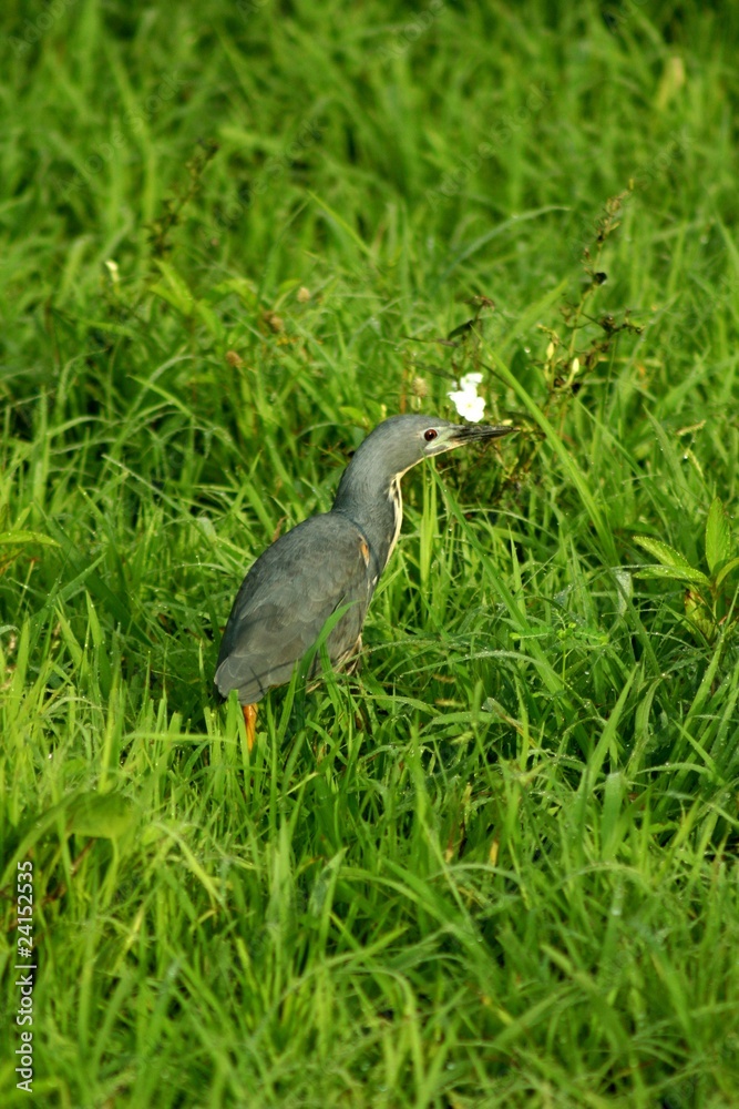 Naklejka premium Zambia Birds