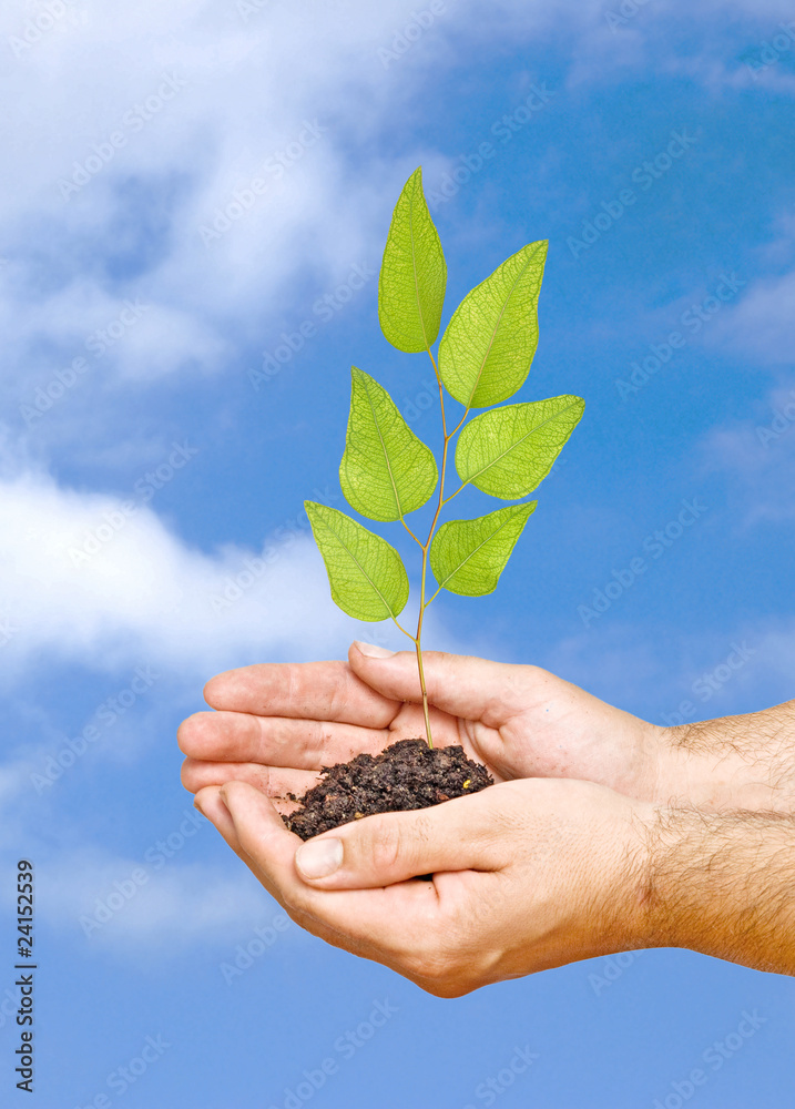 sprout in palms as a symbol of nature protection sprout in palms as a symbol of nature protection