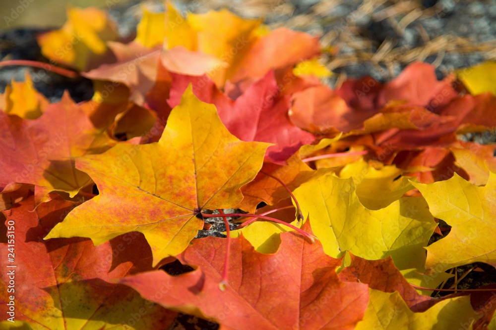 colorful autumn leaves background colorful autumn leaves background