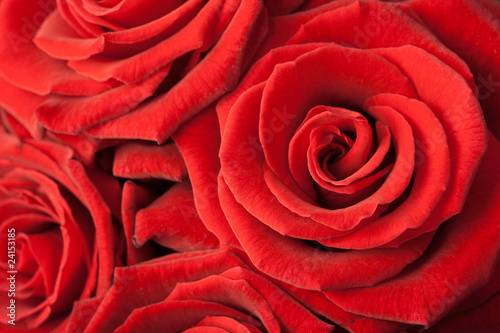 beautiful red roses background