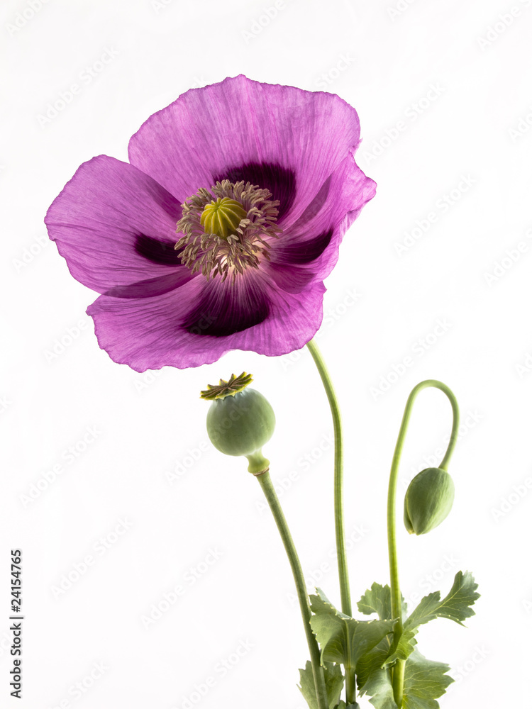 Fototapeta premium Schlafmohn Blüte Knospe und Kapsel