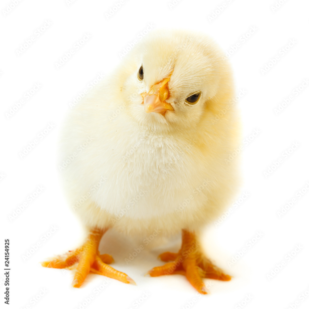 Obraz premium kurczak