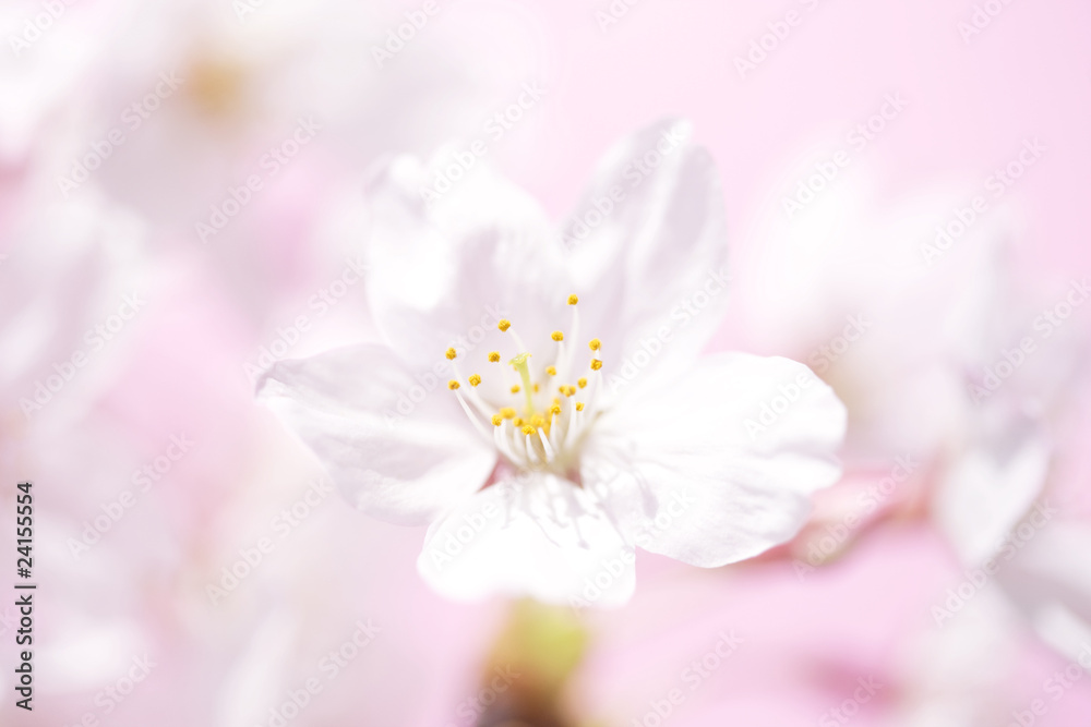 サクラの花 サクラの花