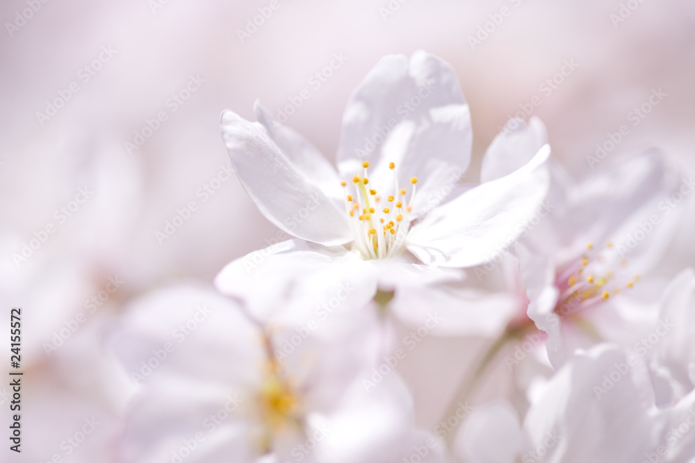 Fototapeta Sakura kwiat