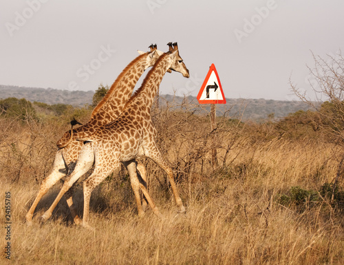 Photography Two Giraffes With Right Turn Arrow