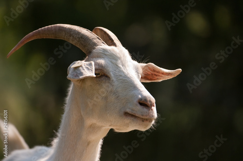 Ziege, Goat, Capra aegagrus hircus photo