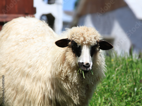 Naguhty sheep looking in thr camera and eating grass