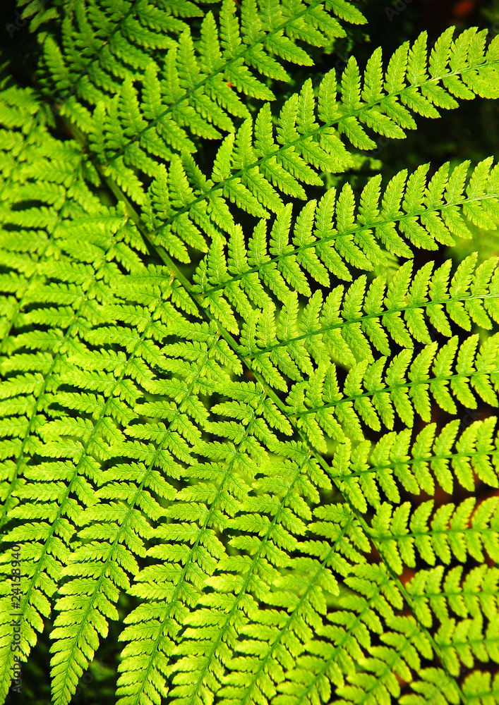 Fototapeta premium Farnblatt h.