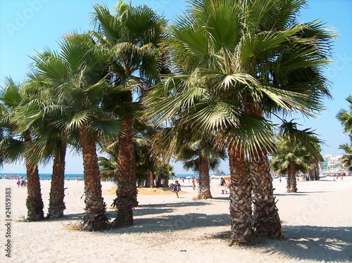 Palmeras en las playas de Almuñecar photo