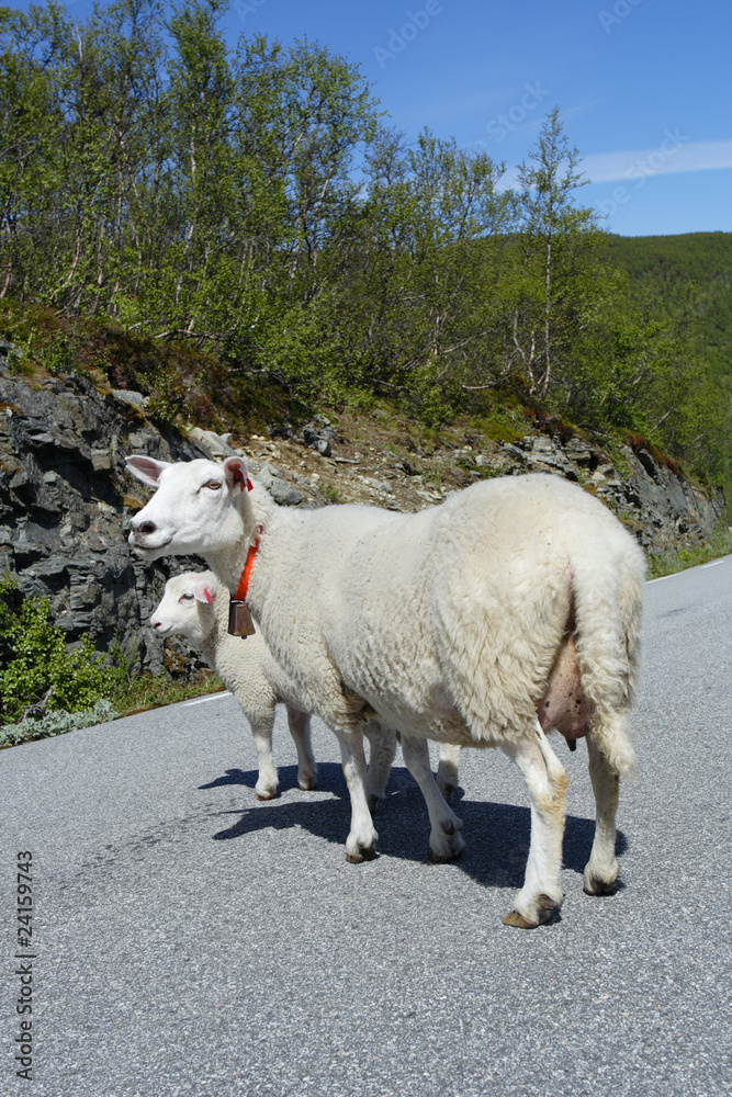 Fototapeta premium ewes