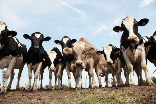 Foto vache