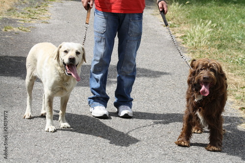 Photography walking the dogs