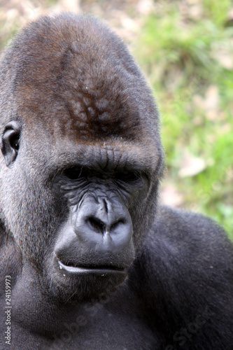 Gorilla (Männchen)