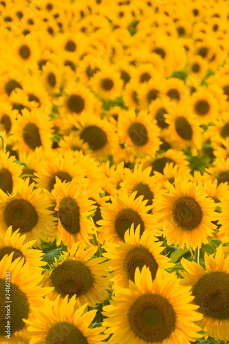 girasoles tarde 17