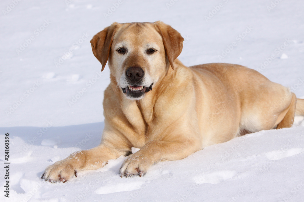 Labrador Retriever im Schnee