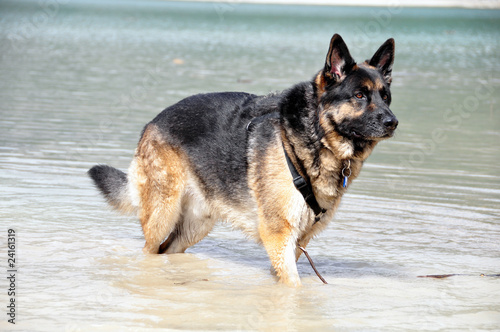 German Shepherd Dog