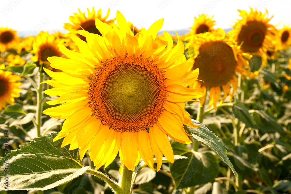 Beautiful sunflowers in summer season