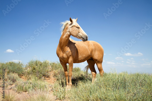 Beautiful mustang horse in a field © MaxFX