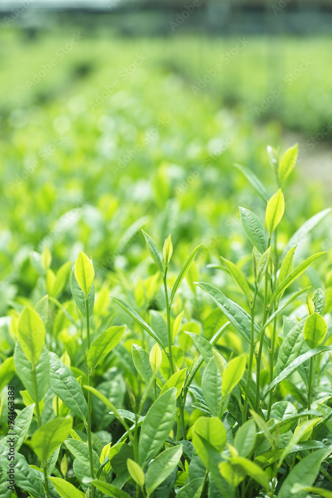 茶葉 茶葉