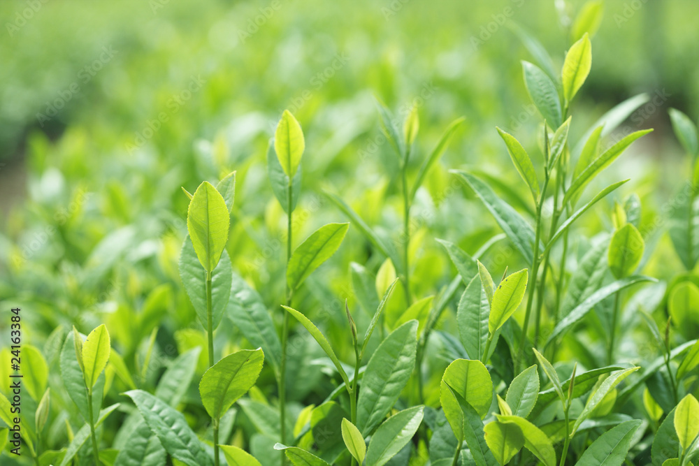 茶葉 茶葉
