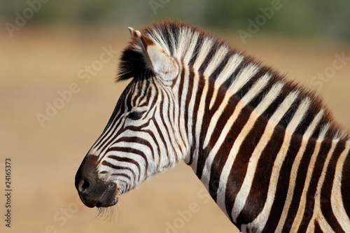 Plains Zebra portrait © EcoView
