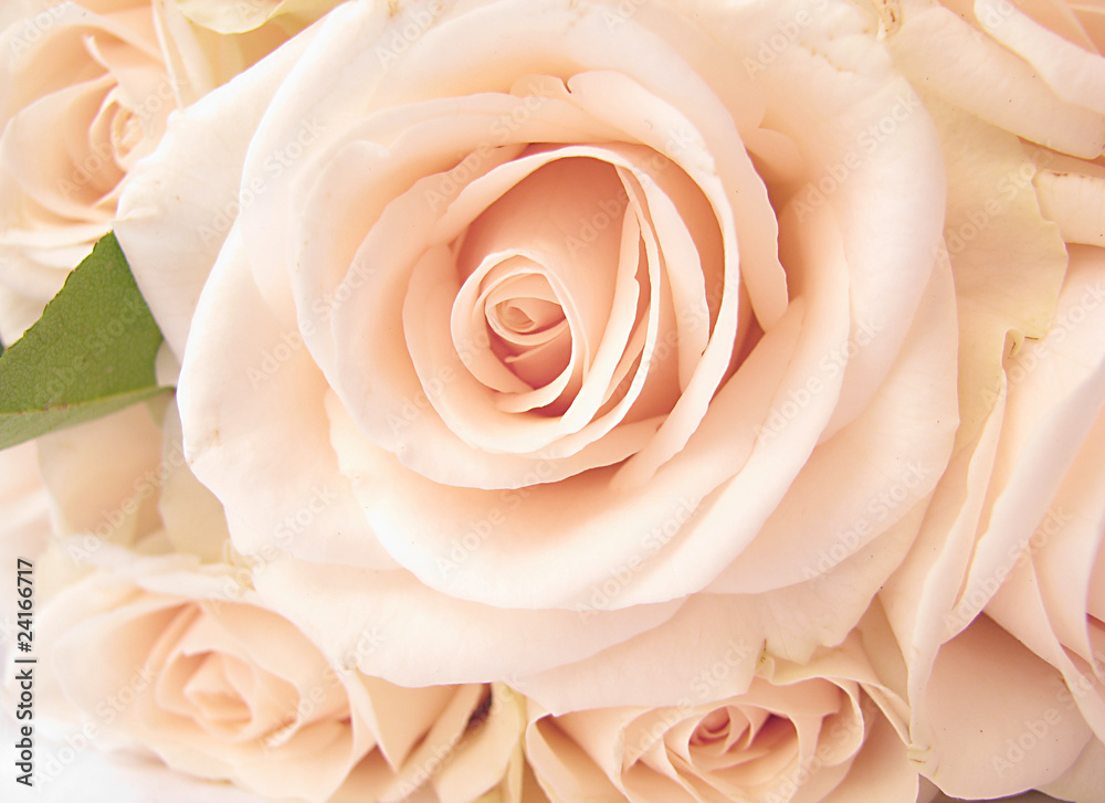 Beautiful soft,creamy rose