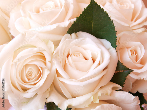 Beautiful bunch of soft,creamy roses