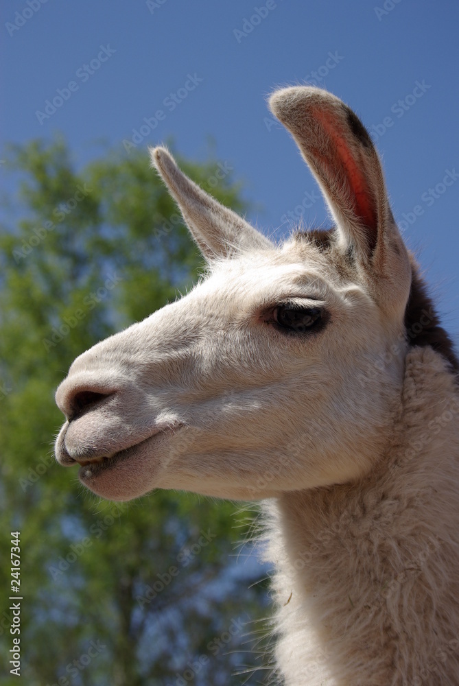 Obraz premium Alpaka - Kopf