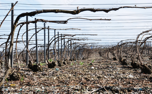 Bilde på lerret Champagne vineyard in winter