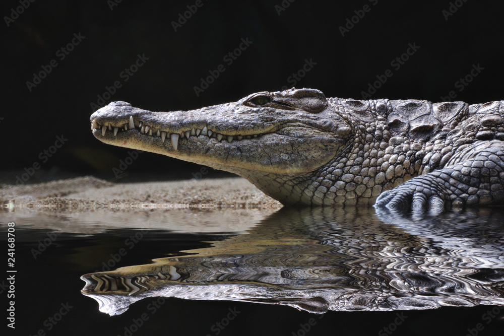 Fototapeta premium crocodile