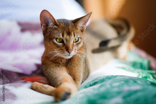 young Abyssinian cat in action