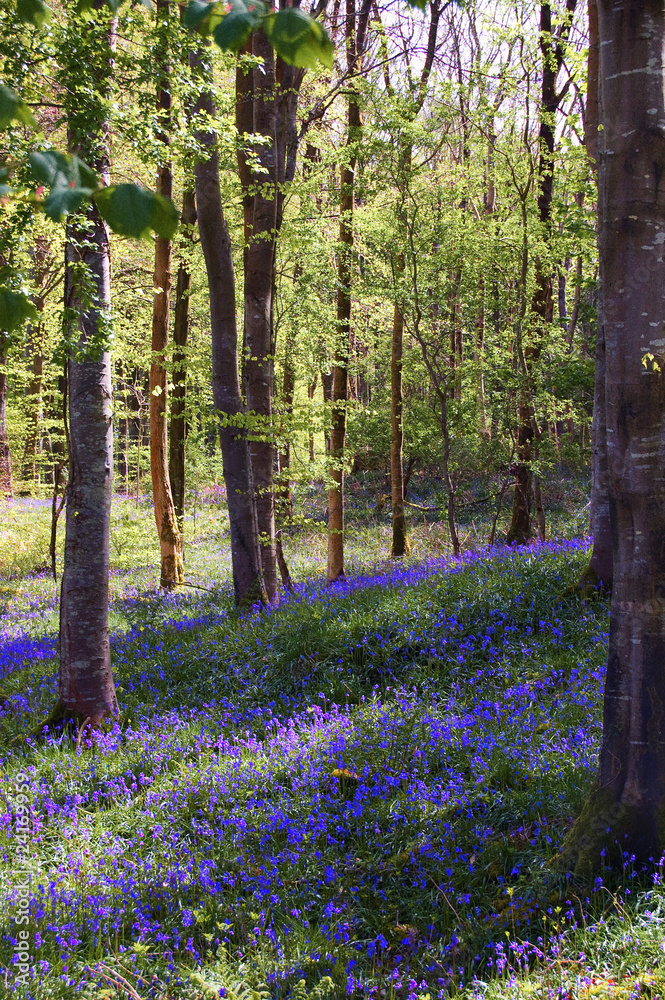 Bluebell Wood
