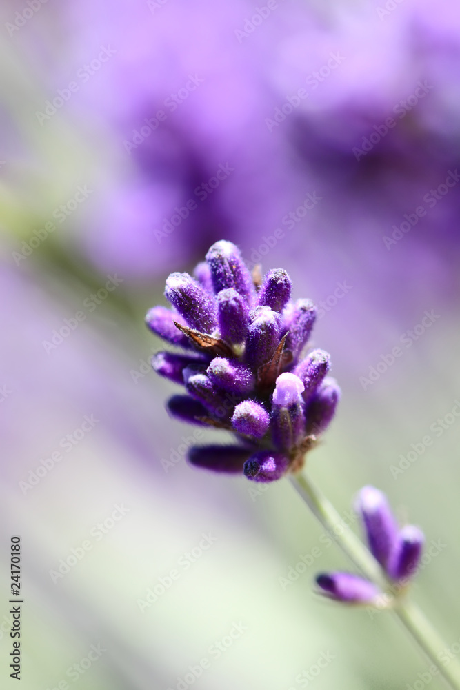 Fototapeta premium Lavendelblüte