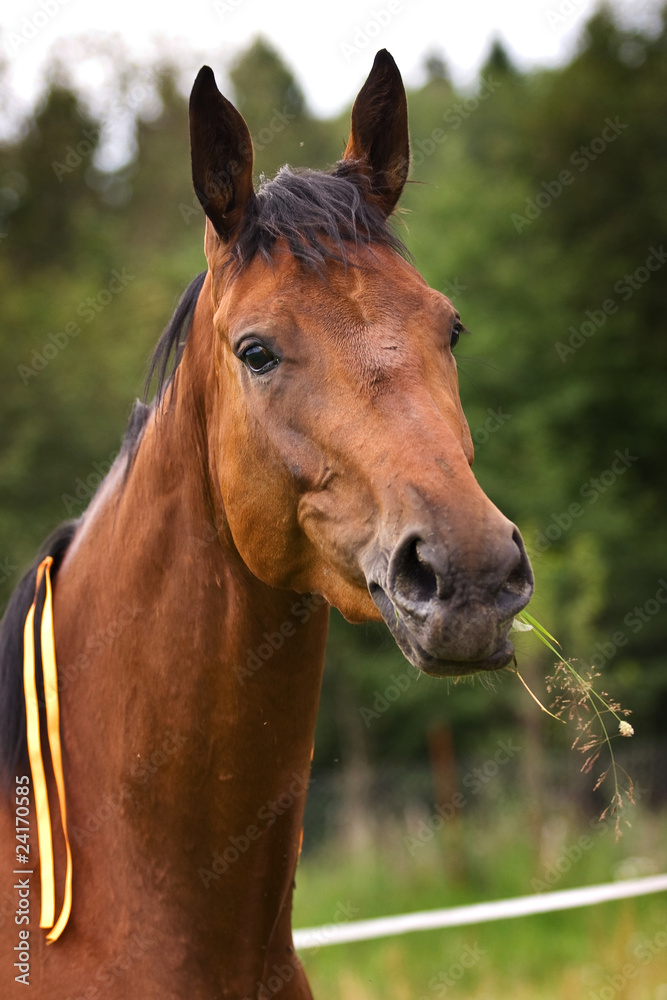 Fototapeta premium Hannoveraner horse walking on grass field