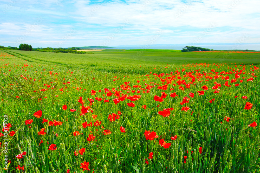 Field of poppies and wheat