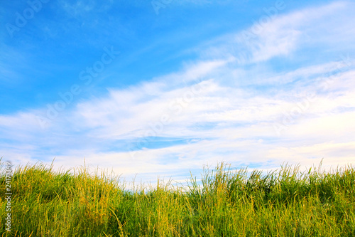 Summer grass against blue sky