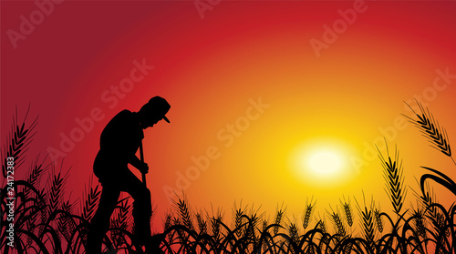 farmer in wheat field