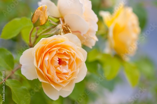yellow romantic roses