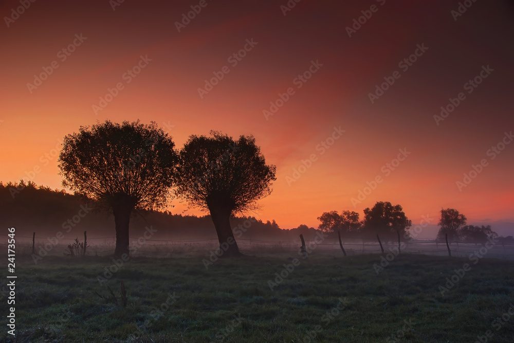 willows at the break of day dawn willows at the break of day dawn