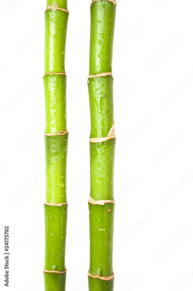 Naklejka premium Bambus