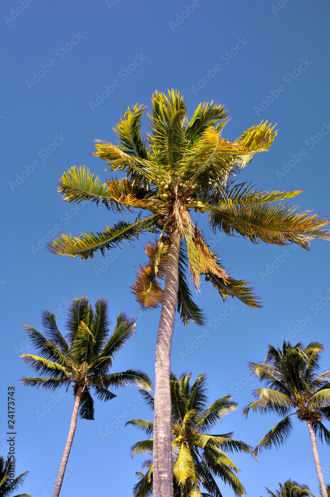 Fototapeta premium cocotiers