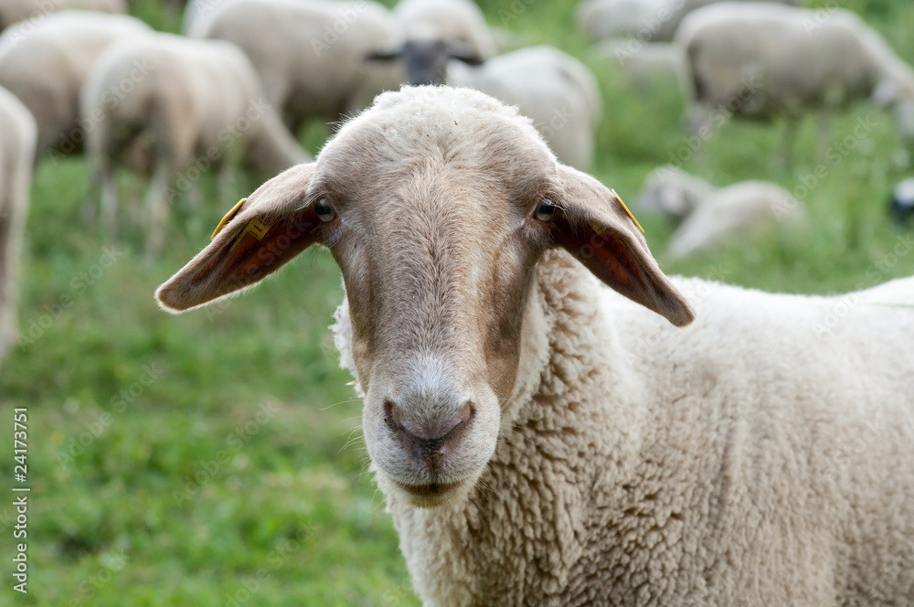 Hausschaf, Sheep, Ovis orientalis aries