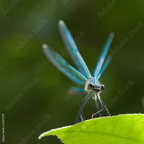 Agrion éclatant - Banded demoiselle (calopteryx splendens) photo